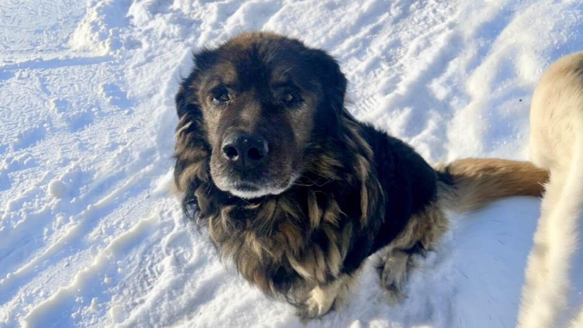    Фото предоставлено хозяином, источник: Комсомольская Правда