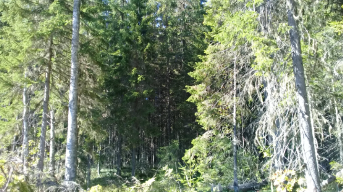 Фото из интернета. Глухие леса Карелии