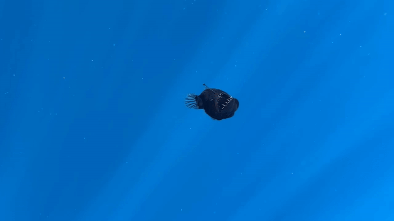    Ранее удавалось наблюдать только личиночные стадии удильщика или же мёртвых взрослых особей. Причины подобного явления пока неизвестны, но, возможно, оно было вызвано болезнью, изменениями морских течений или попыткой бегства от хищника.