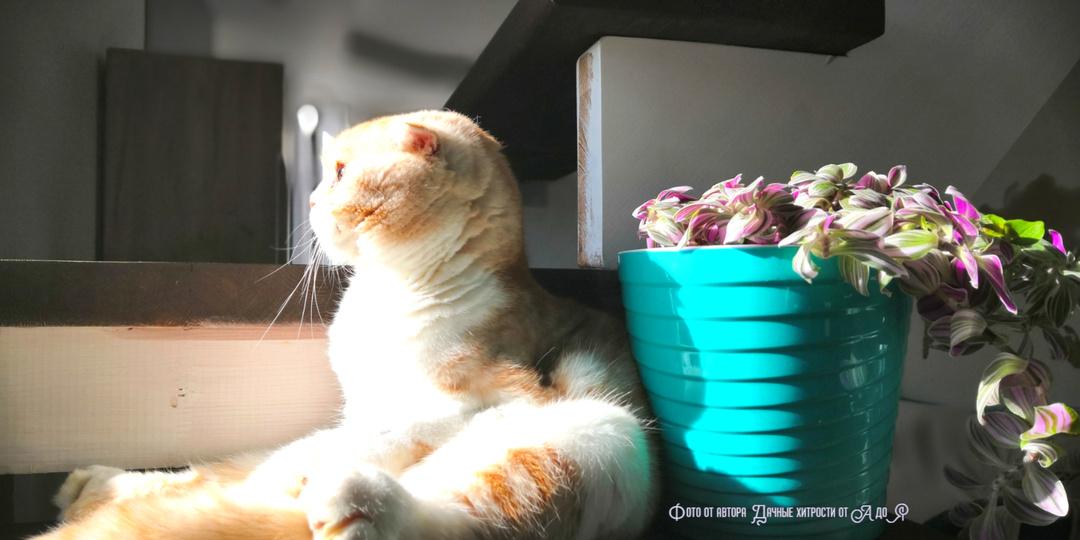 КОШКА СМОТРИТ В ОКНО НЕ ПРОСТО ТАК. Будьте осторожны🐈