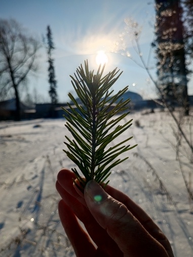 Зимнее солнце. Фото автора.