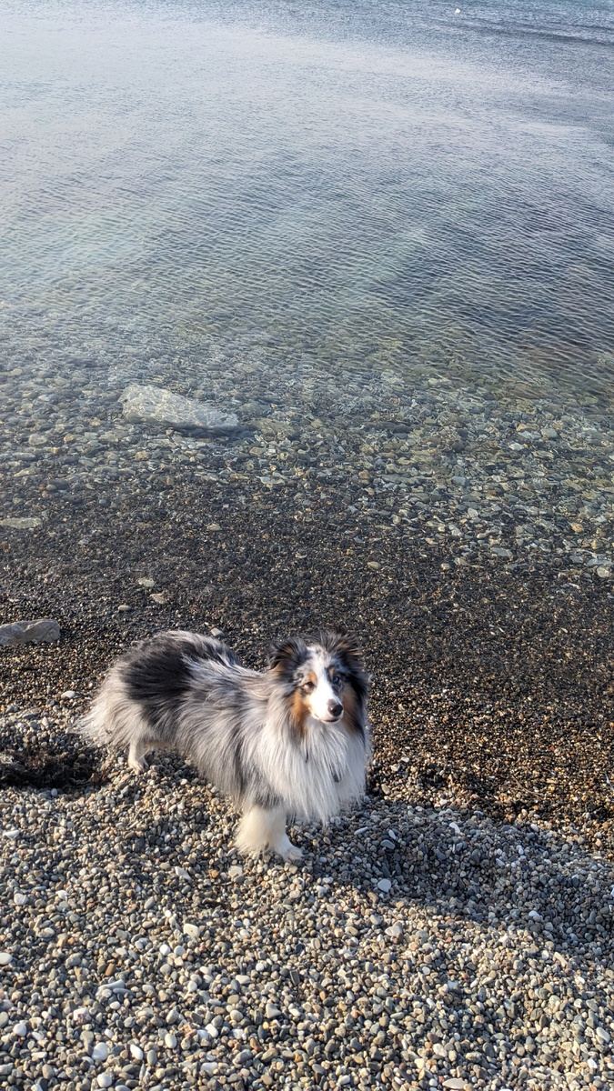 Море, мы говорим тебе пока! 🌊🐾 И спасибо! 