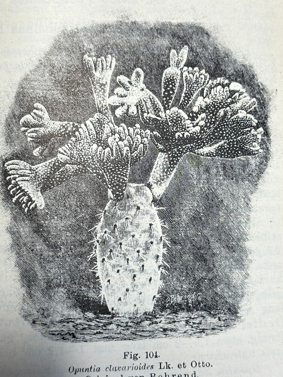 Литографическое изображение опунции клавариоидес из кактусовой монографии позопрошлого века. И тогда ее выращивали привитой - на обычной "лепешочной" опунции.