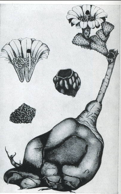 Эта иллюстрация Кастелланоса.