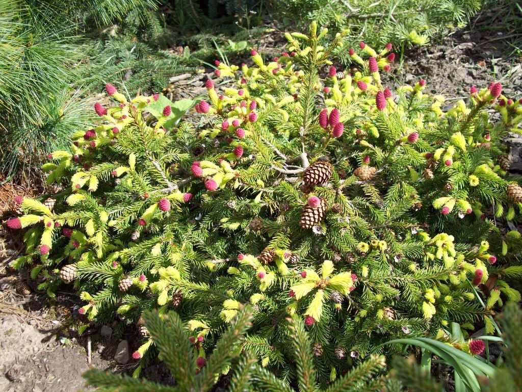 Маленькие красные шишки со временем становятся обычными. Волшебство, оно такое