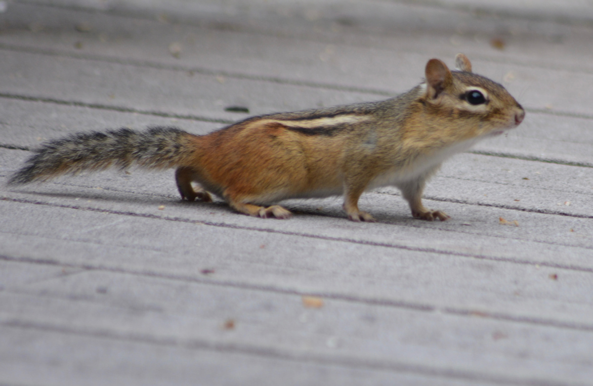 Полосатый зверь номер 1 (фото автора)