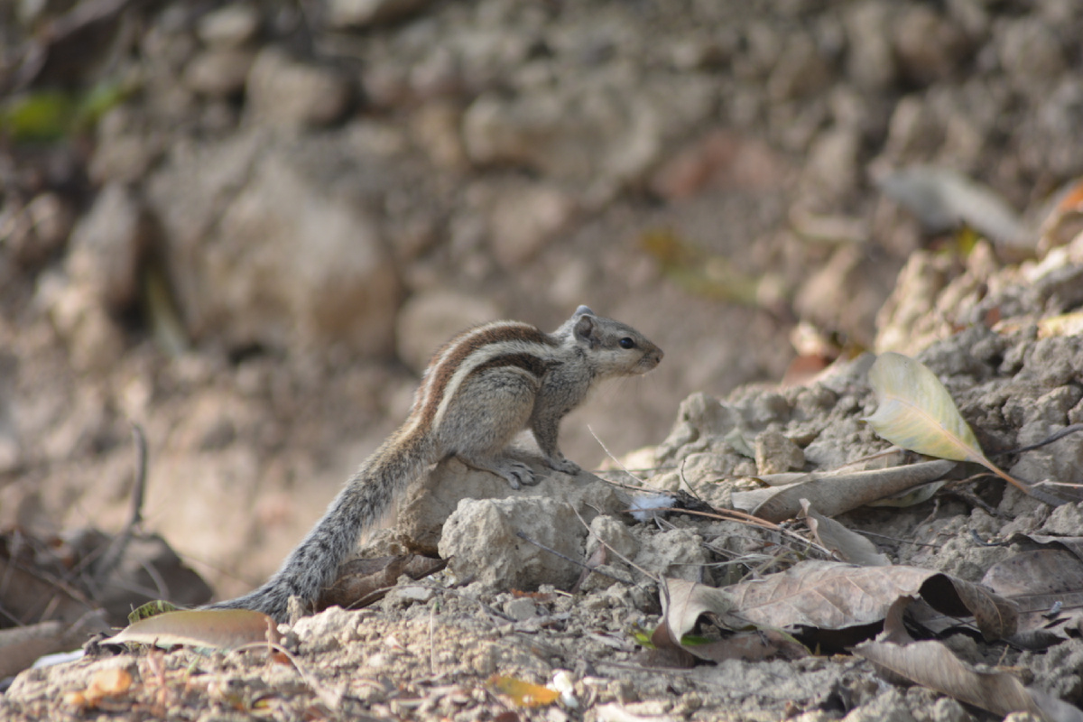 Полосатый зверь номер 2 (фото автора)