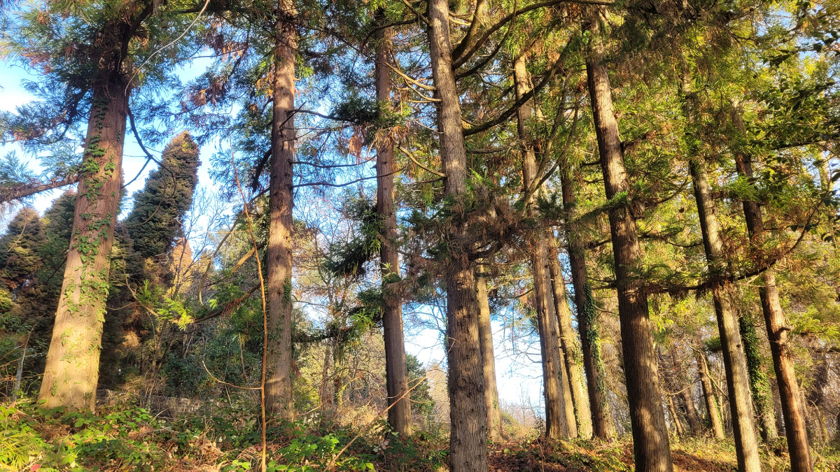 Лес по пути к морю