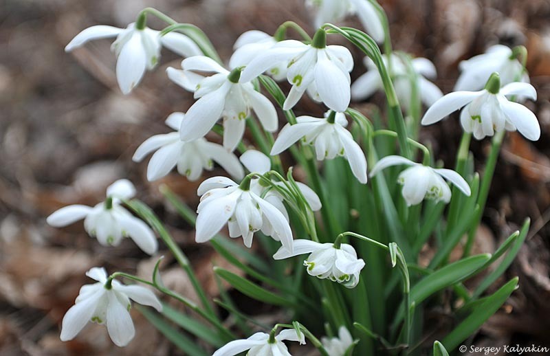 Подснежник
