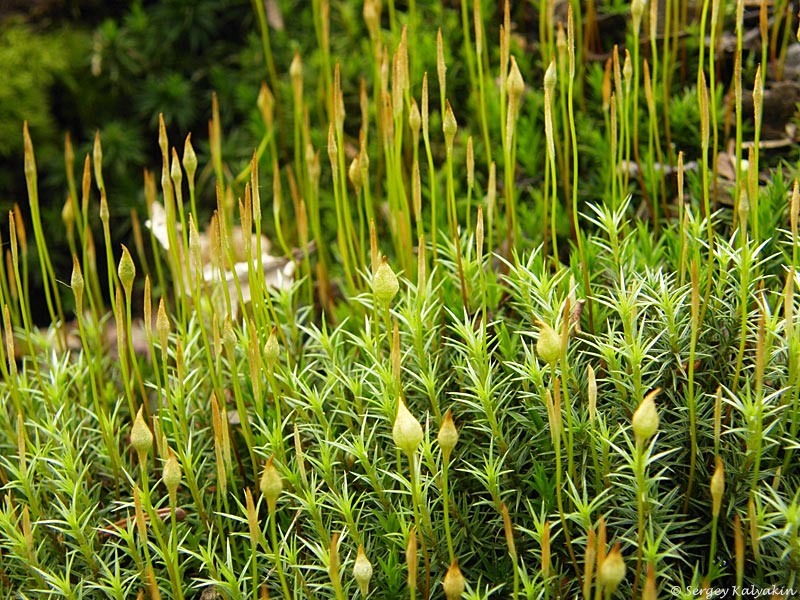 Кукушкин лён