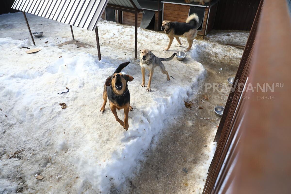    Рядом с постоянной локацией стаи находится детсад и школа