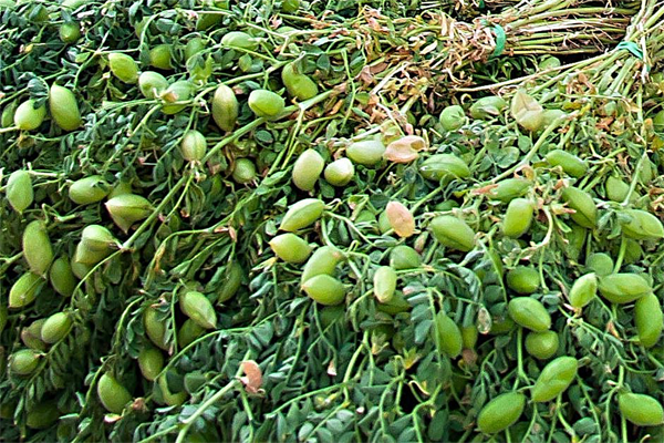 Нут растение