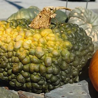 Сорт Тортилла.