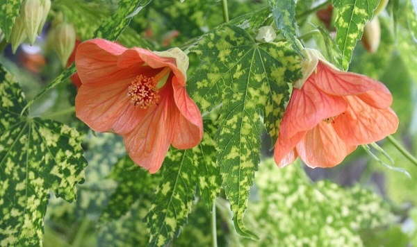 Abutilon pictum ‘Thompsonii’