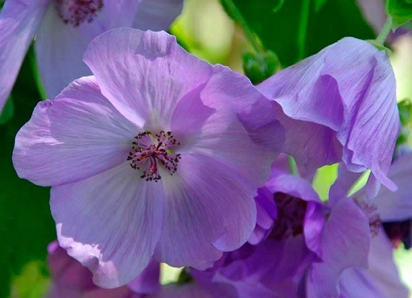Abutilon vitifolium 