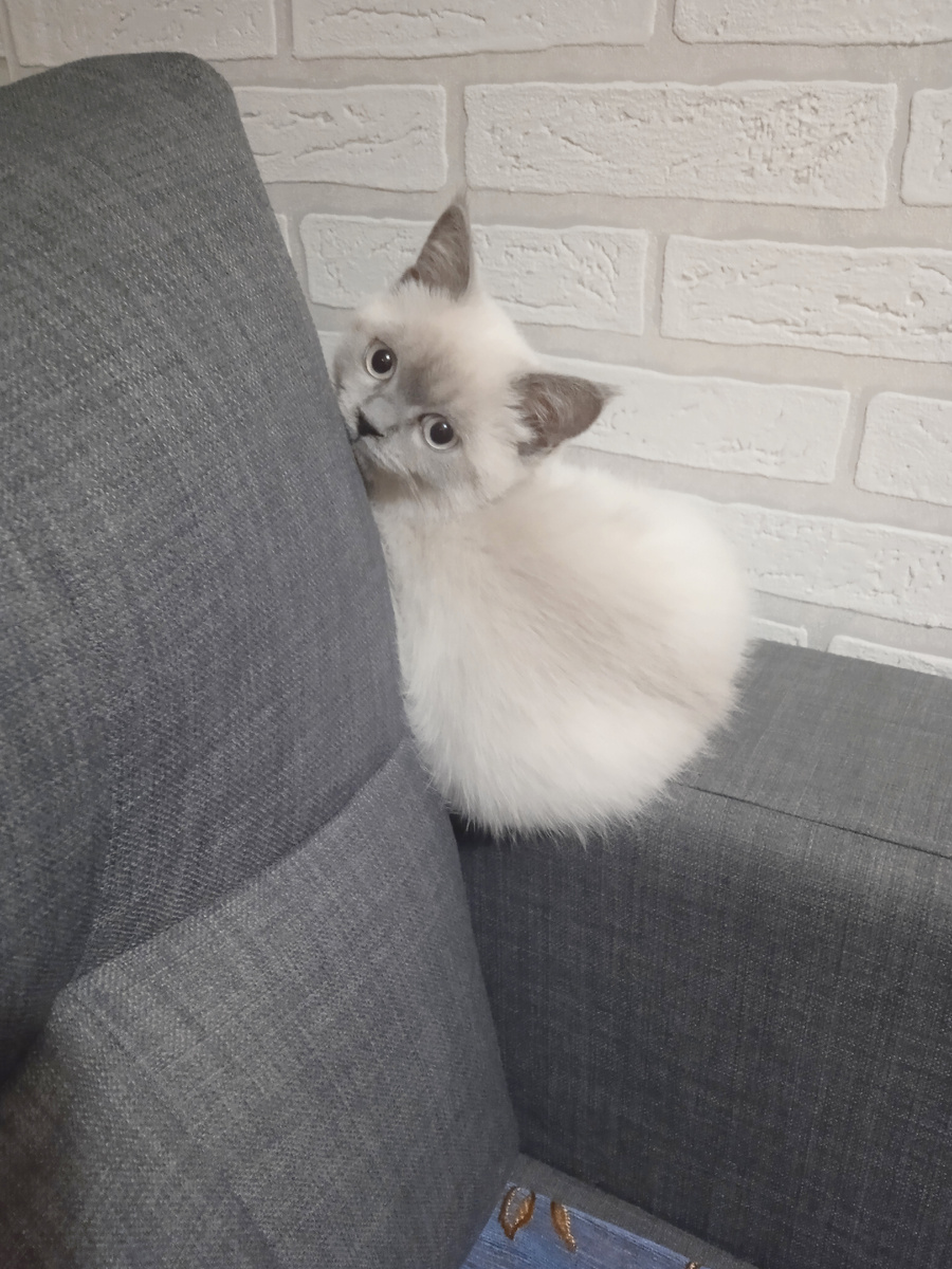 Фото автора. Первое время питомец присматривается