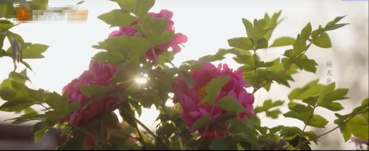 Цветущие пионы, красивый кадр из дорамы