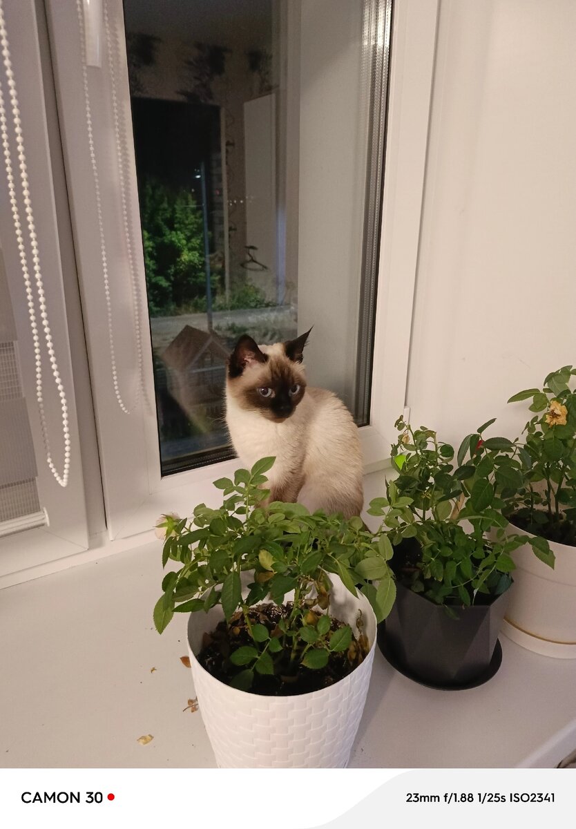 роль в тайской культуре и как они стали популярными домашними питомнцами