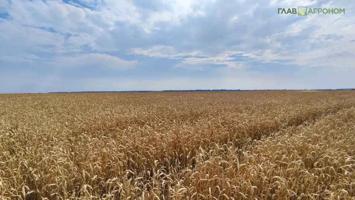 Фото:© Артем Борисов / Glavagronom.ru
ТОП-10 регионов России по сбору пшеницы в 2024 году