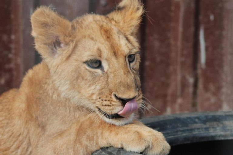    Фото: Telegram-канал «Городское хозяйство Москвы» Екатерина Шахнина