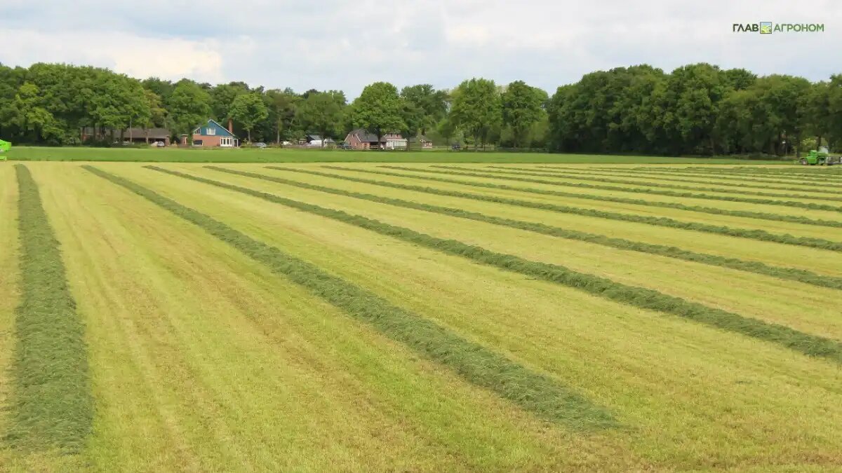 Фото:© Владимир Исаенко / Glavagronom.ru
В Великобритании с 2019 года более 300 образцов сорняков были протестированы на устойчивость к гербицидам