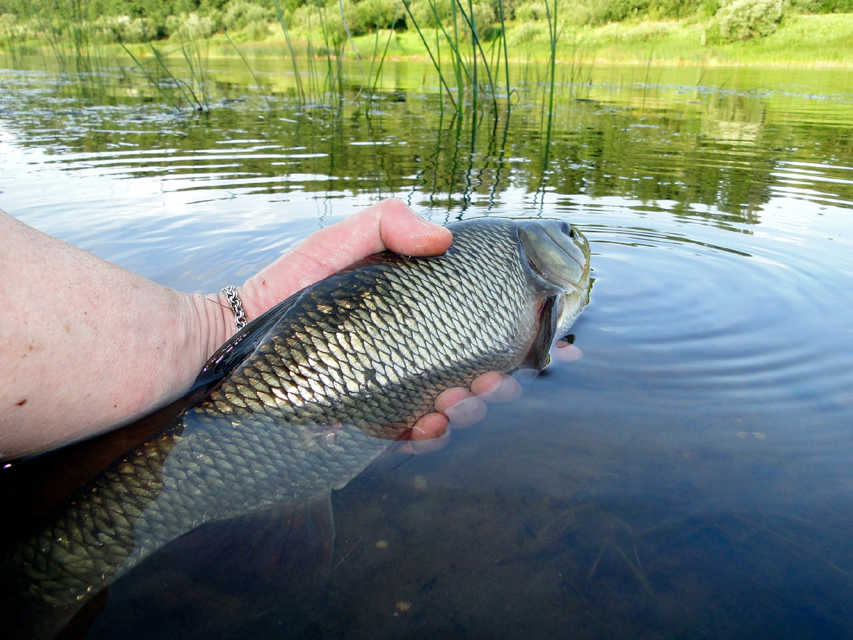 Поймал, сфотографировал на память и отпустил...