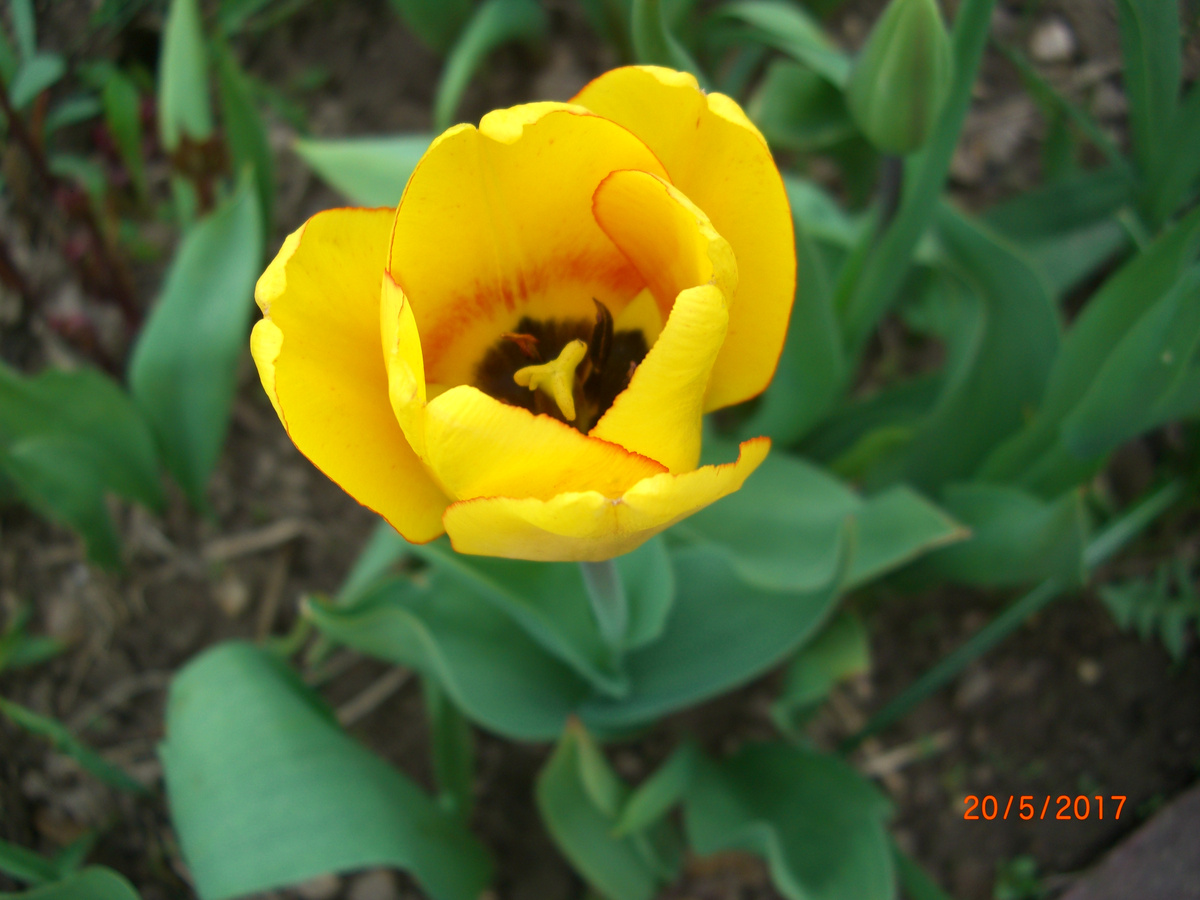 Взгляните, лепестков 3 в каждом ряду. А пестик- мысленный р/с треугольник и его центр