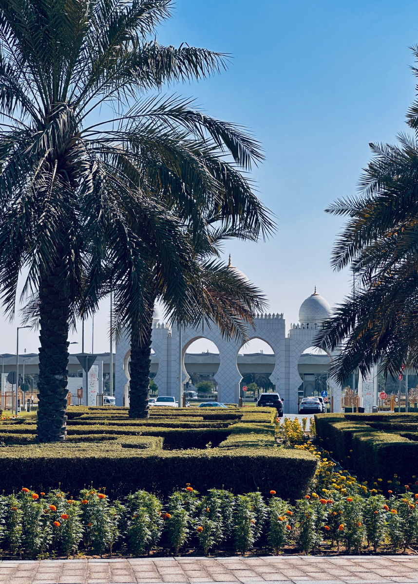 Абу-Даби, финиковые пальмы у Мечети шейха Зайда