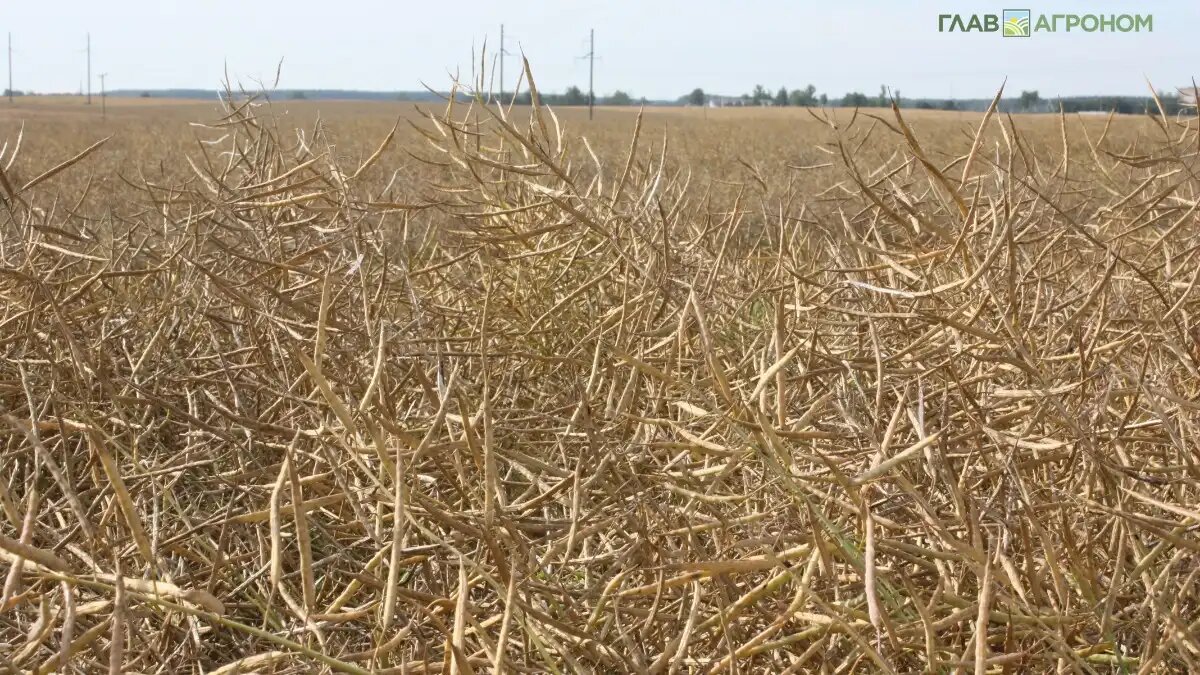 Фото:© Владимир Исаенко / Glavagronom.ru
ТОП-10 регионов России по сбору рапса в 2024 году