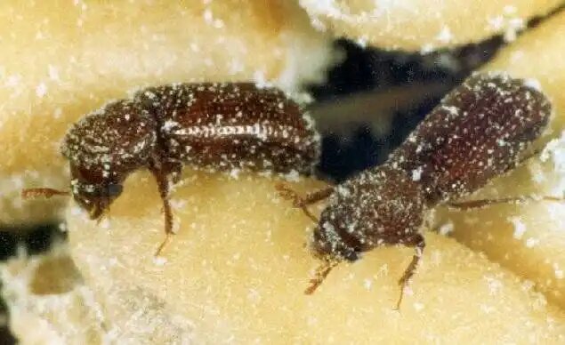 К профилактическим методам защиты запасов относят тщательную сушку и поддержание определенного режима влажности, источник фото: Россельхозцентр