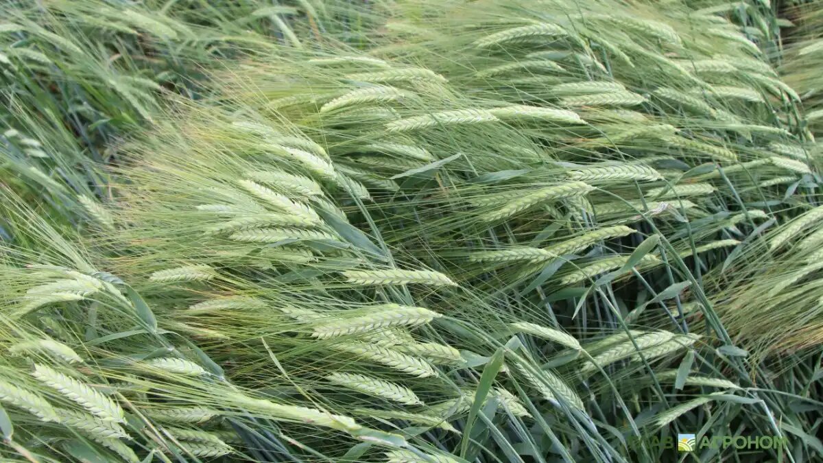 Фото:© Владимир Исаенко / Glavagronom.ru
ТОП-8 новых сортов ячменя ярового пивоваренного, внесенных в госреестр в 2024 году