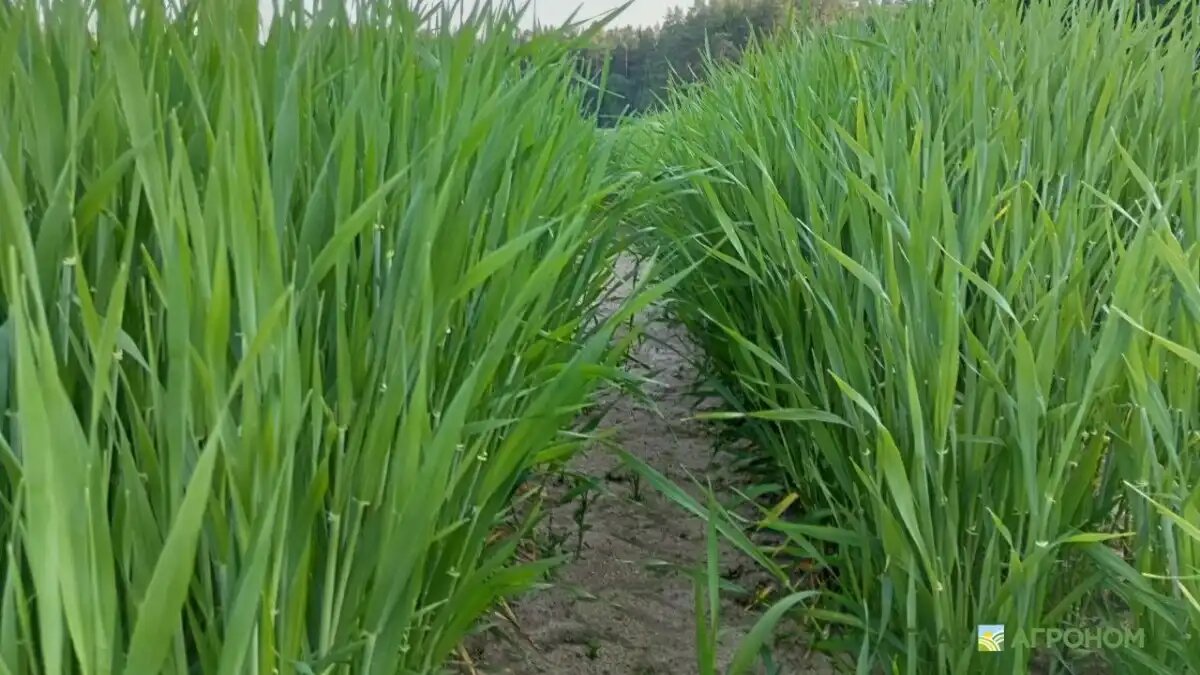 Фото:© Владимир Исаенко / Glavagronom.ru
Ежегодная потребность российской пивной отрасли в пивоваренном ячмене оценивается в 1,5 млн тонн