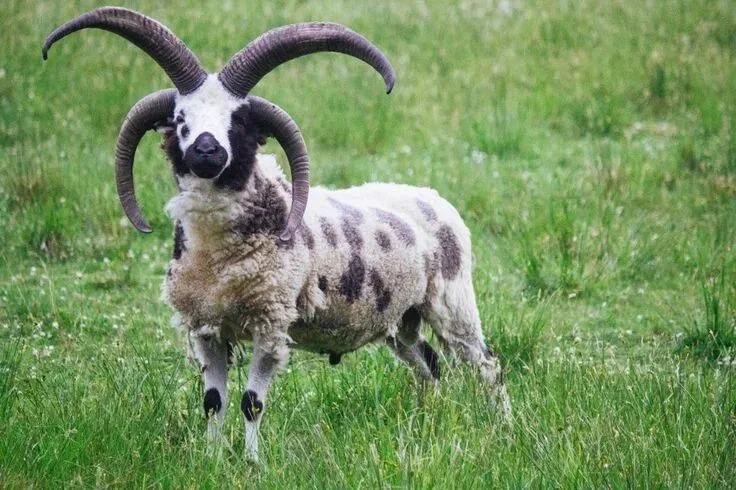 Гибриды из лабораторий: что создали ученые