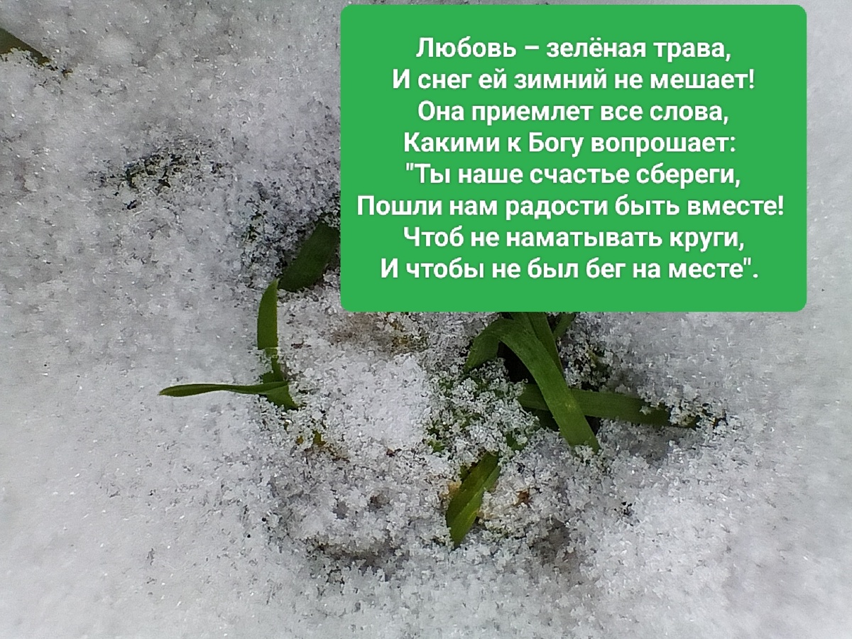 Фото автора. Зелёная трава из снега, февраль 2025