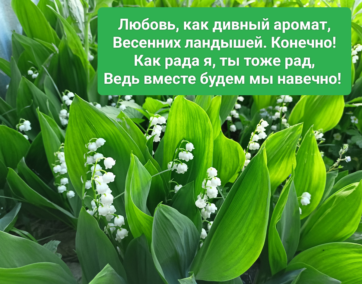 Фото автора. Наши ландыши, май 2024