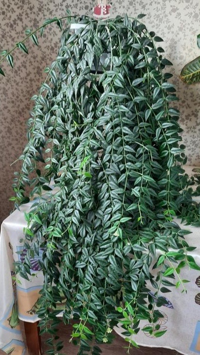 Фото интернет 