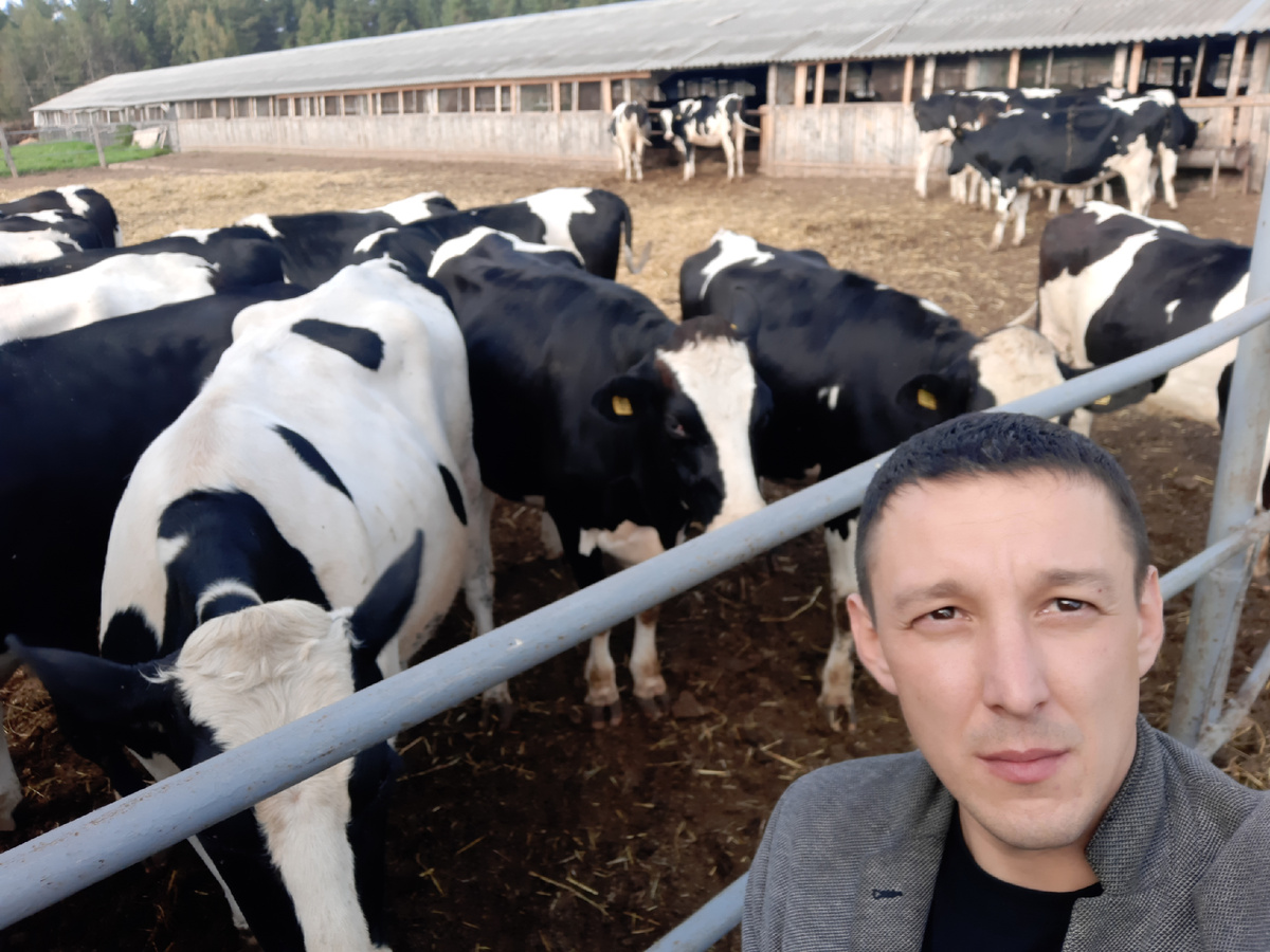 Продажа племенных нетелей 89656150726 WhatsApp