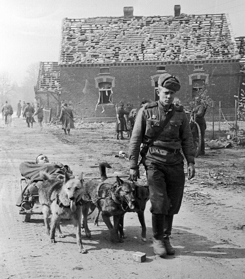 Собаки на фронтах Великой Отечественной