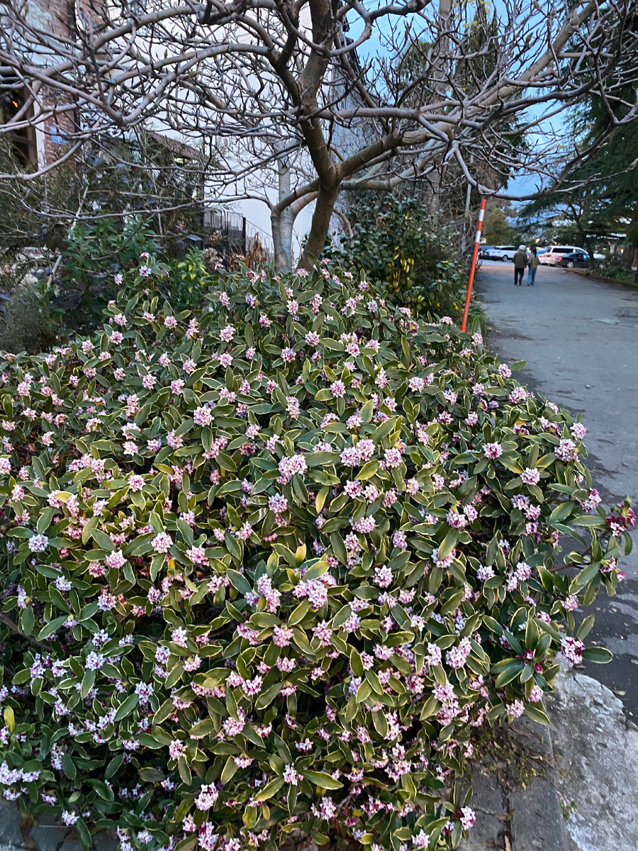 Самый вкусный цветок
