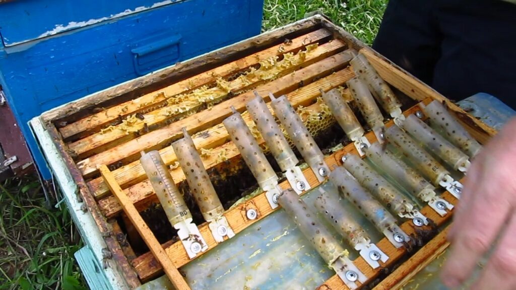 Ставлю колпачок на маточник с маткой.