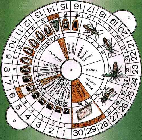 Цикл вывода пчелиных маток.