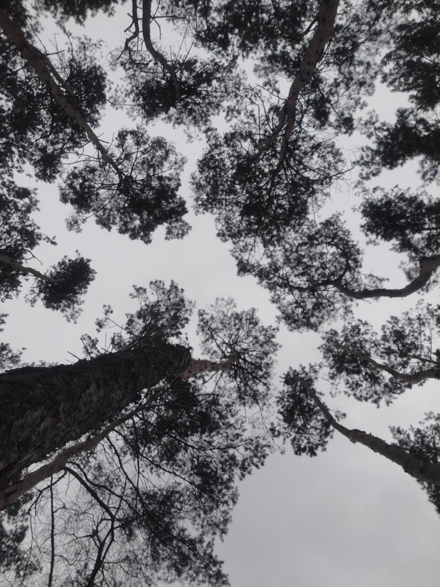 Прогноз на 08.02.2025

Это самый сильный и значимый день в месяце, по праву называется самым мощным днем. Пережить этот день легко смогут те, кто готов взять инициативу в свои руки, начать активную деятельность, ваша энергия становится неукротимой силой, и вы либо справитесь с ней и шагнете вперед, либо наступит стагнация и упадок еще на долгое время. В этот день можно заявить о себе, выстроить личный бренд, показать свое Я. Из-за большой концентрации энергии в этот день у многих людей, которые не смогли направить ее в нужное русло, возможна агрессия, злость. Так же этот день влияет даже на активность животных, многие из них становятся неукротимыми. Аккуратнее с ножами и острыми предметами

 Дела. Рекомендуется заниматься текущими делами. Но если именно сегодня нужно запустить масштабный проект, для его успеха нельзя сомневаться в своих силах. Все решения следует обдумывать и не делать ничего «сгоряча» 

Работа. Не лучший период для развития активной деятельности на работе.
Нежелательно решать важные вопросы и начинать новые проекты. Лучше воздержаться от поиска новых деловых партнеров и разговоров с начальством. Это связано с изменчивостью сегодняшних энергий. День подходит для смены места работы 

Домашние дела. Нейтральное время для работ по дому. Не стоит затевать генеральную уборку или грандиозный ремонт. А вот наведение порядка благоприятно скажется на общей атмосфере в жилище. Сегодня хорошо выбрасывать или дарить ненужные вещи – это освободит физическое и энергетическое пространство в доме 

Деньги. Денежные операции в этот день лучше не проводить. Нежелательно заключать крупные сделки, одалживать деньги, делать крупные покупки, оформлять кредиты. Нестабильность энергий в этот день может повлечь неудачу в финансовых делах. В этот период допускается планировать денежные траты на будущ