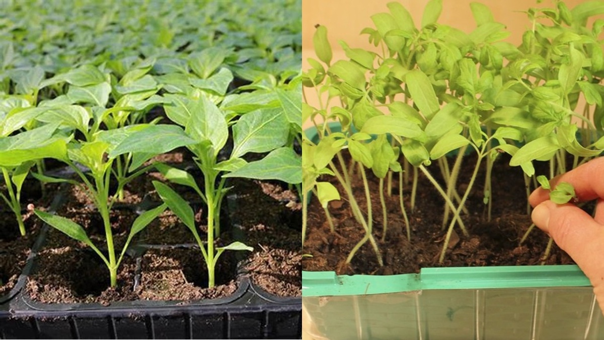 Результат проращивания перца через неделю: слева - с применением натуральных методов, справа - без предварительной обработки