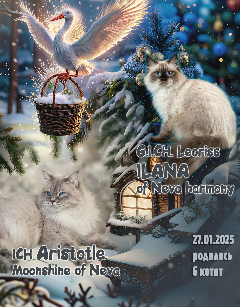 У нас родились невские маскарадные котята 