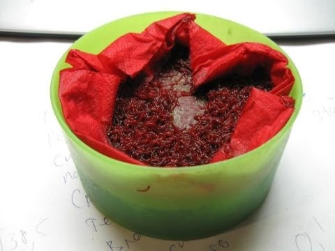 Сохранение мотыля.