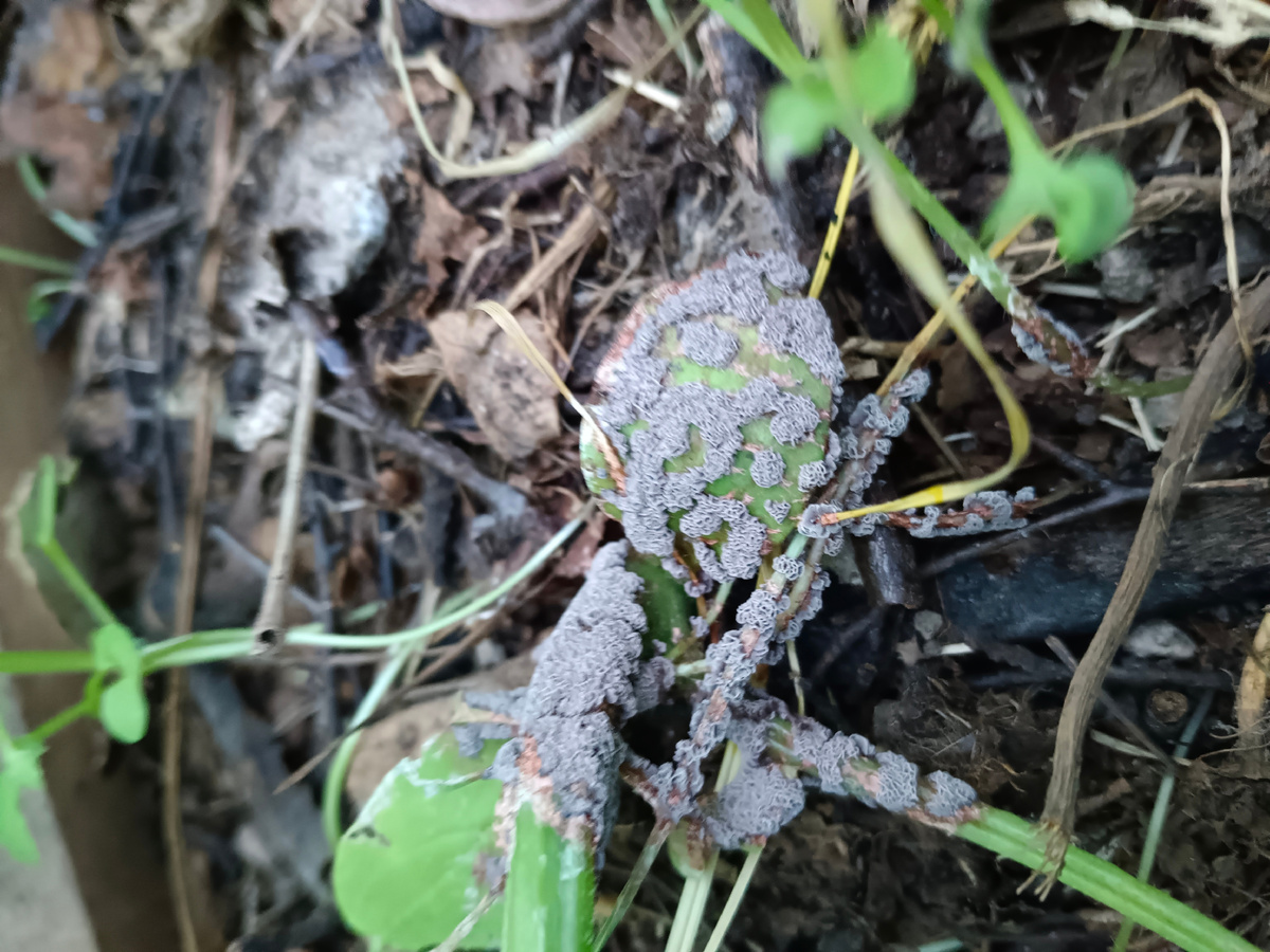 Миксомицет в теплице на огурце. Июль 2024