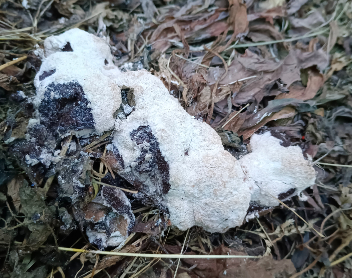 Миксомицет на прошлогоднем листовом опаде. Июль 2024