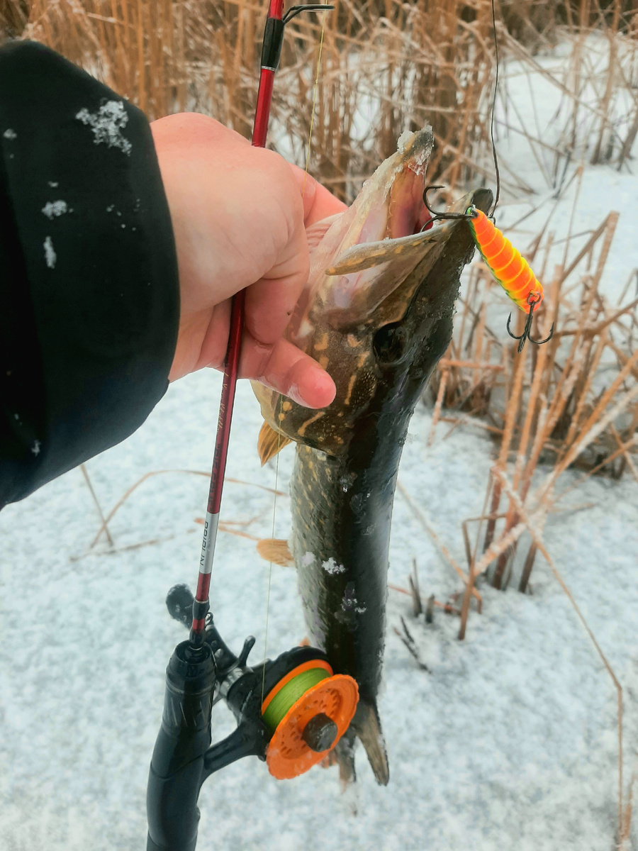 Коряги и камыши - лучшее укрытие для зубастой