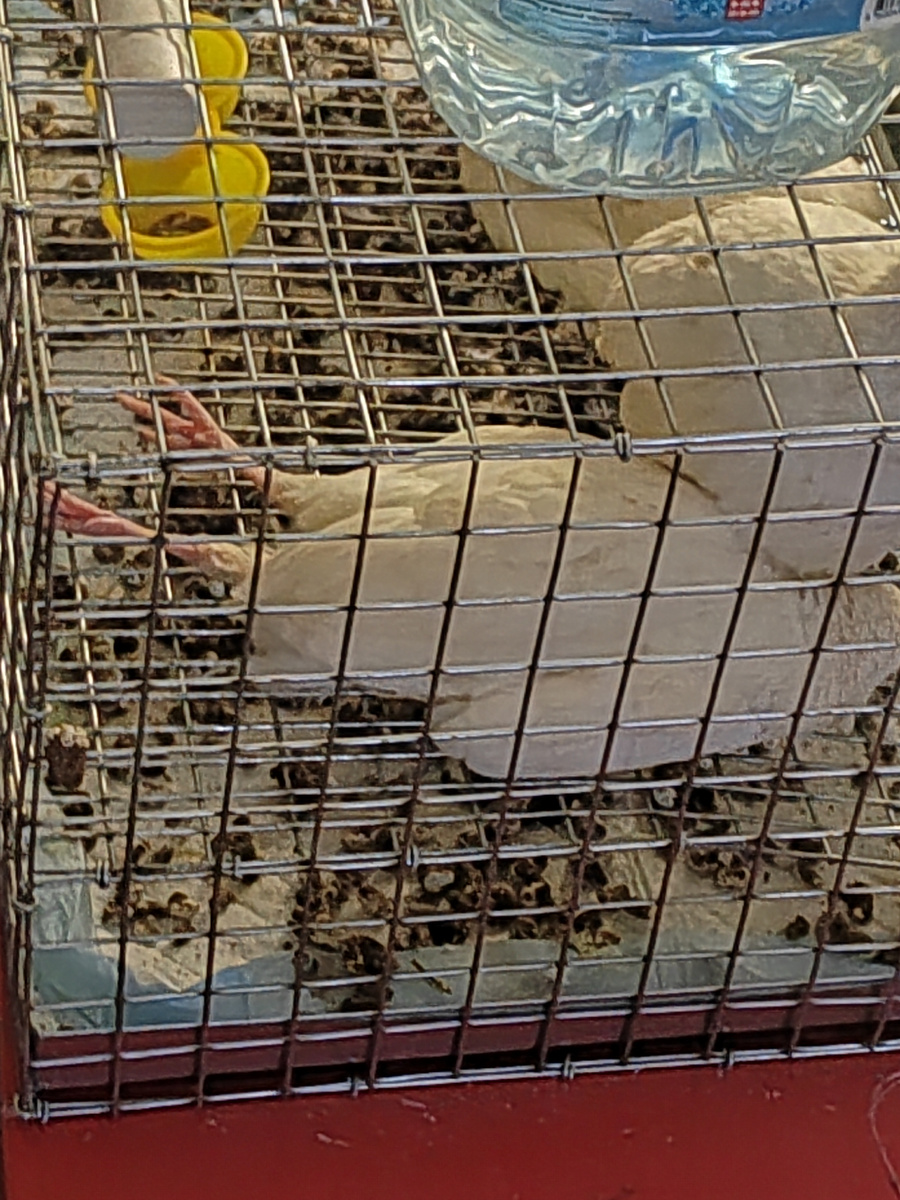 Это они так спят, я первое время очень волновалась за их здоровье)))) 