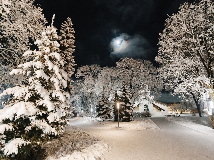     Фото: cerasus avium